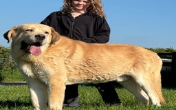 Mastiff dogs for sale: Registered Spanish mastiff puppies  - Image 8