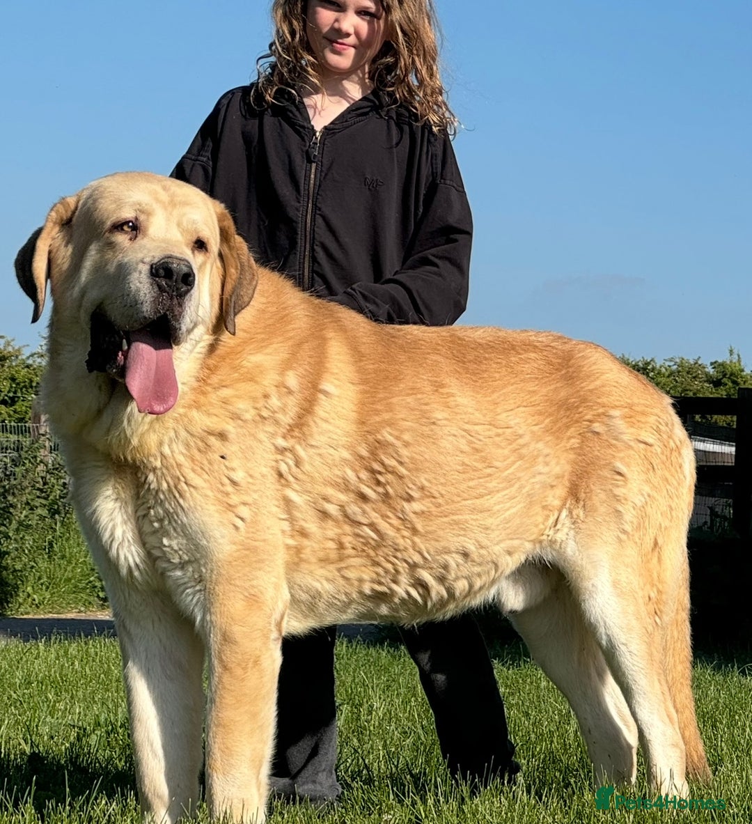 Mastiff dogs for sale: Registered Spanish mastiff puppies  - Image 8