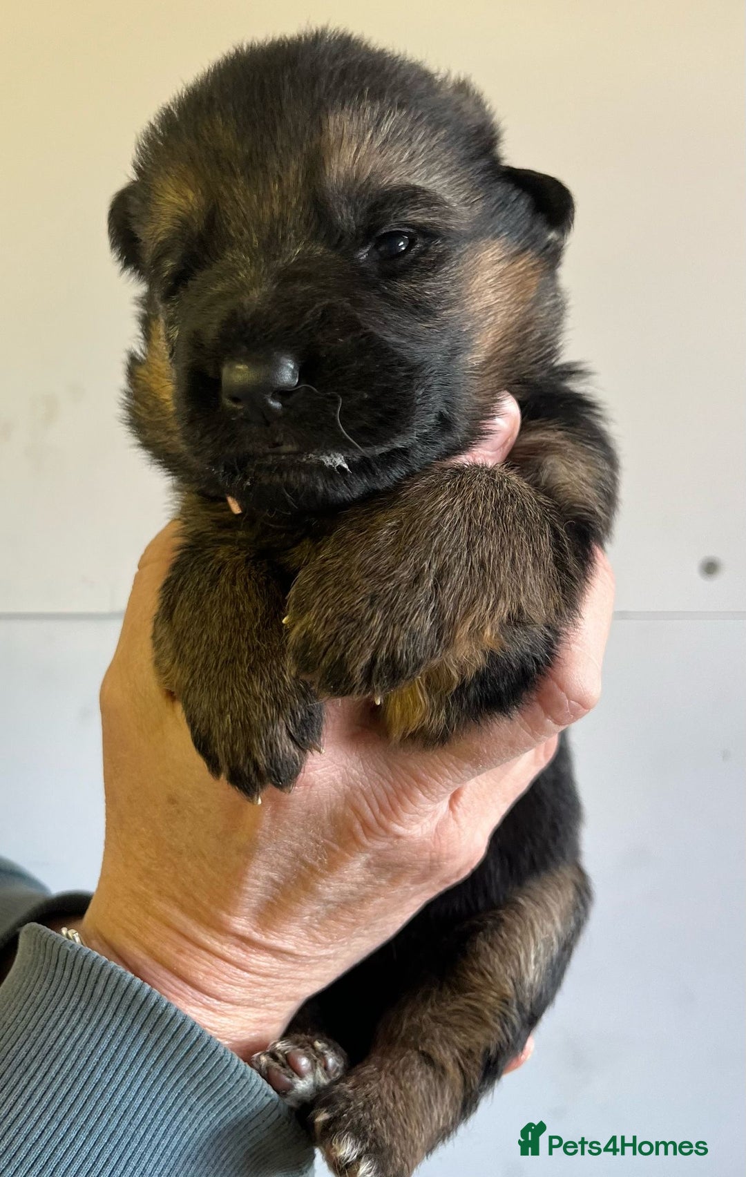 German Shepherd dogs for sale: Litter of puppies with a World Class Pedigree  - Advert 21