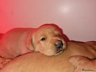 Labrador Retriever dogs Stunning litter of working KC yellow Labradors - Advert 13