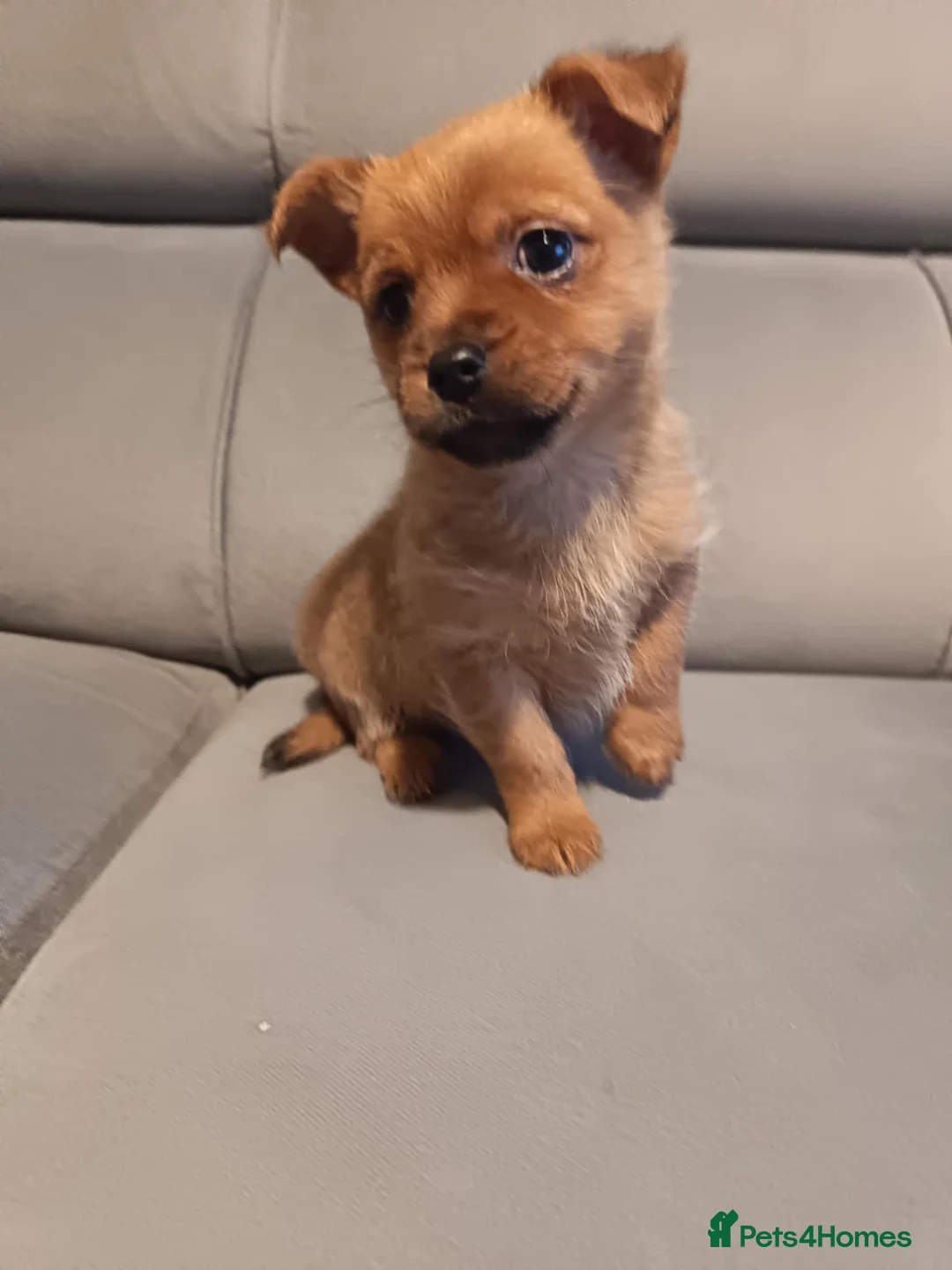 Mixed Breed dogs for sale: Yorkshire terrier x Pomeranian - Advert 1