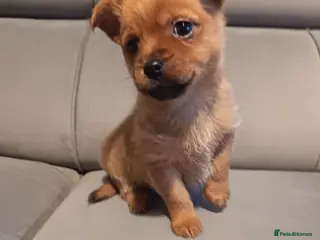 Mixed Breed dogs Yorkshire terrier x Pomeranian - Advert 1