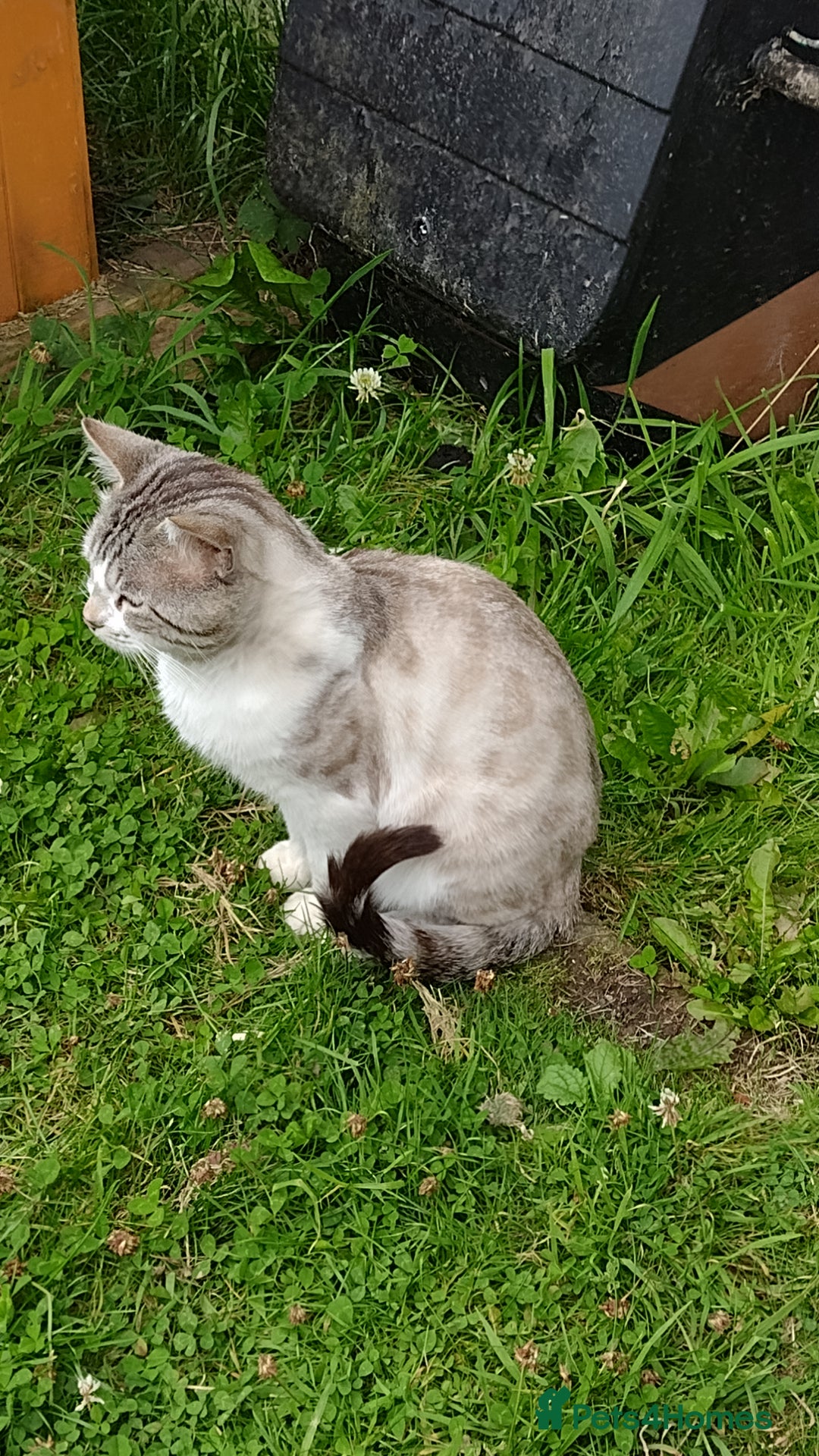Mixed Breed cats for sale: outdoor Alpha Tom  - Image 3