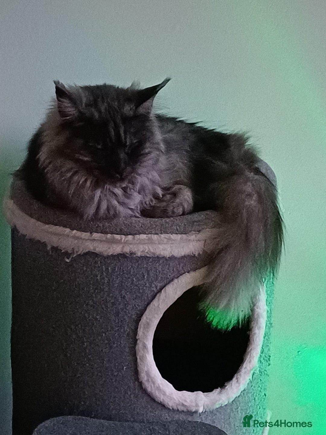 Maine Coon cats for sale: Maincoon female - Advert 1