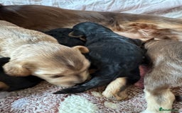 Cocker Spaniel dogs for sale: Kc reg show type cocker spaniel puppies  - Image 7