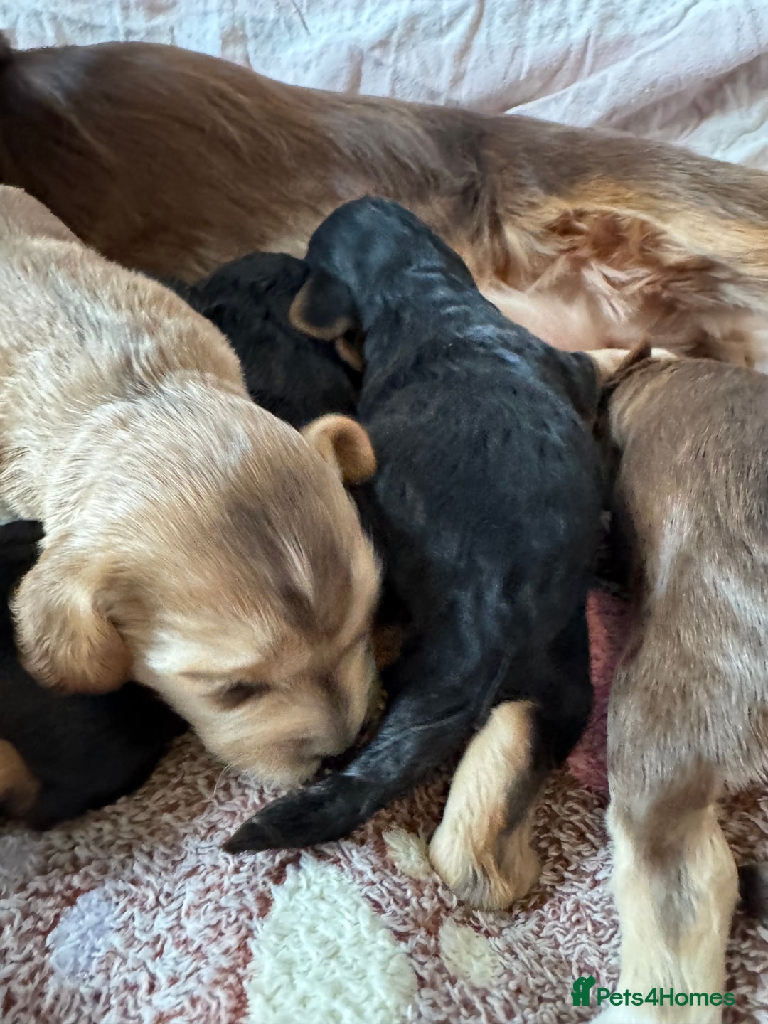 Cocker Spaniel dogs for sale: Kc reg show type cocker spaniel puppies  - Image 7