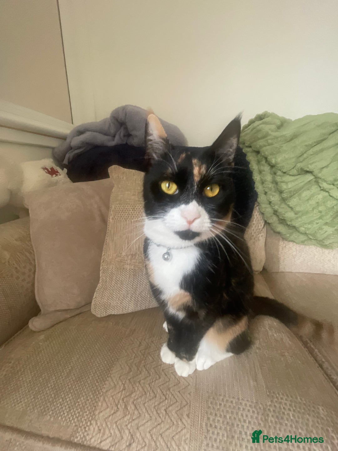 Domestic Shorthair cats for sale: Frankie  - Advert 3