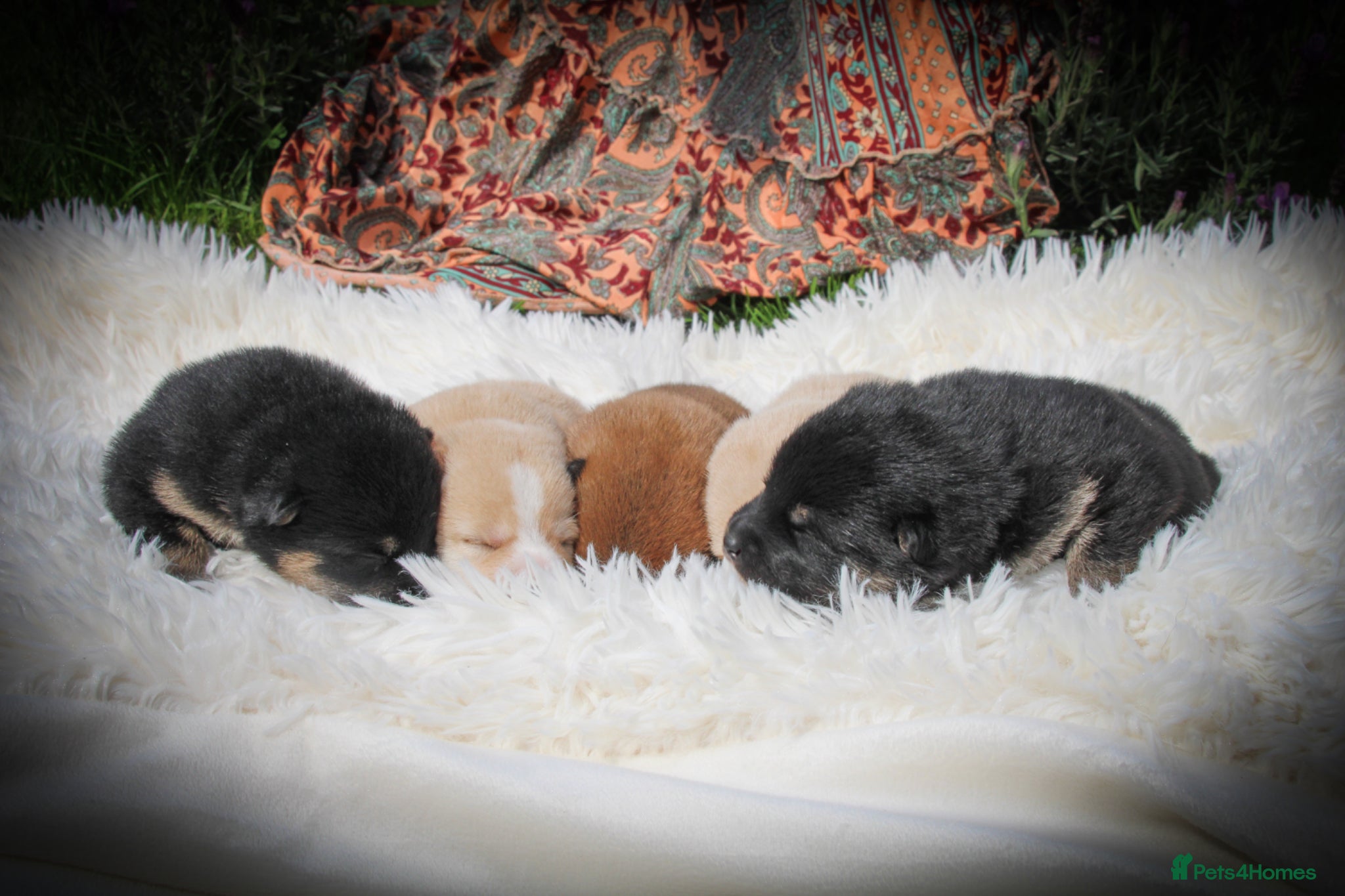 Japanese Shiba Inu dogs Elite Japanese Shiba Inu puppies, pure excellence - Advert 10