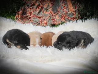 Japanese Shiba Inu dogs Elite Japanese Shiba Inu puppies, pure excellence - Advert 10
