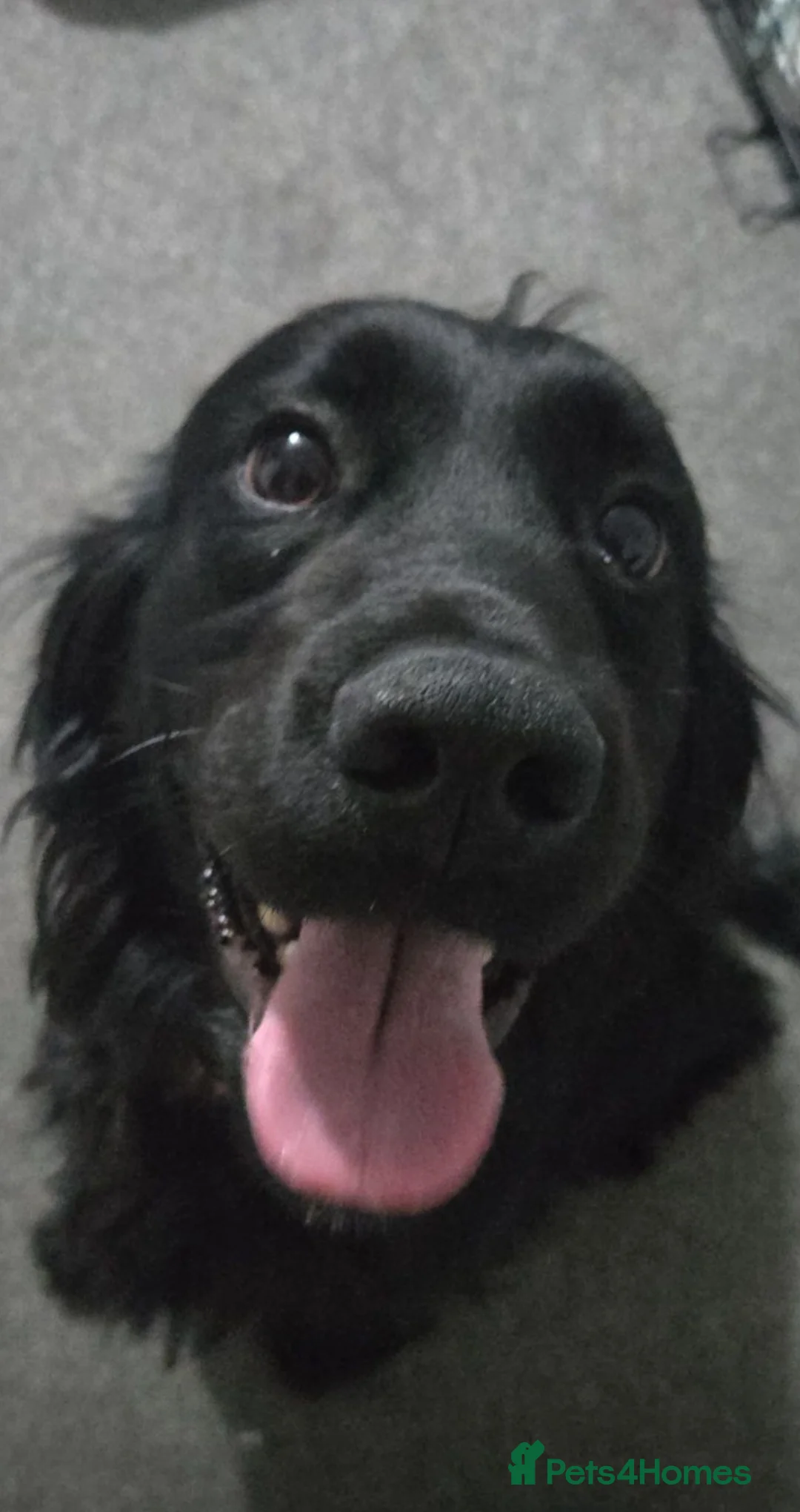 Mixed Breed dogs for sale: French sprocker  in Galashiels - Advert 5