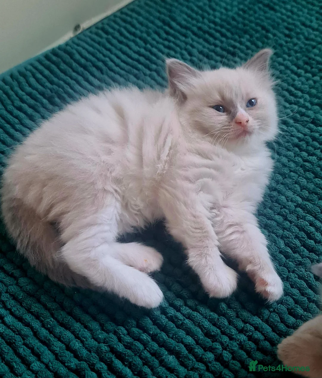 Ragdoll cats for sale: Last female Ragdoll kitty READY NOW - Advert 1
