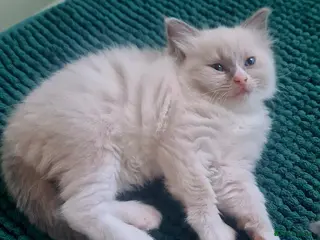 Ragdoll cats Last female Ragdoll kitty READY NOW - Advert 4