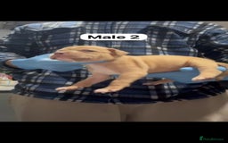 Mastiff dogs for sale: Mastiff  - Advert 5