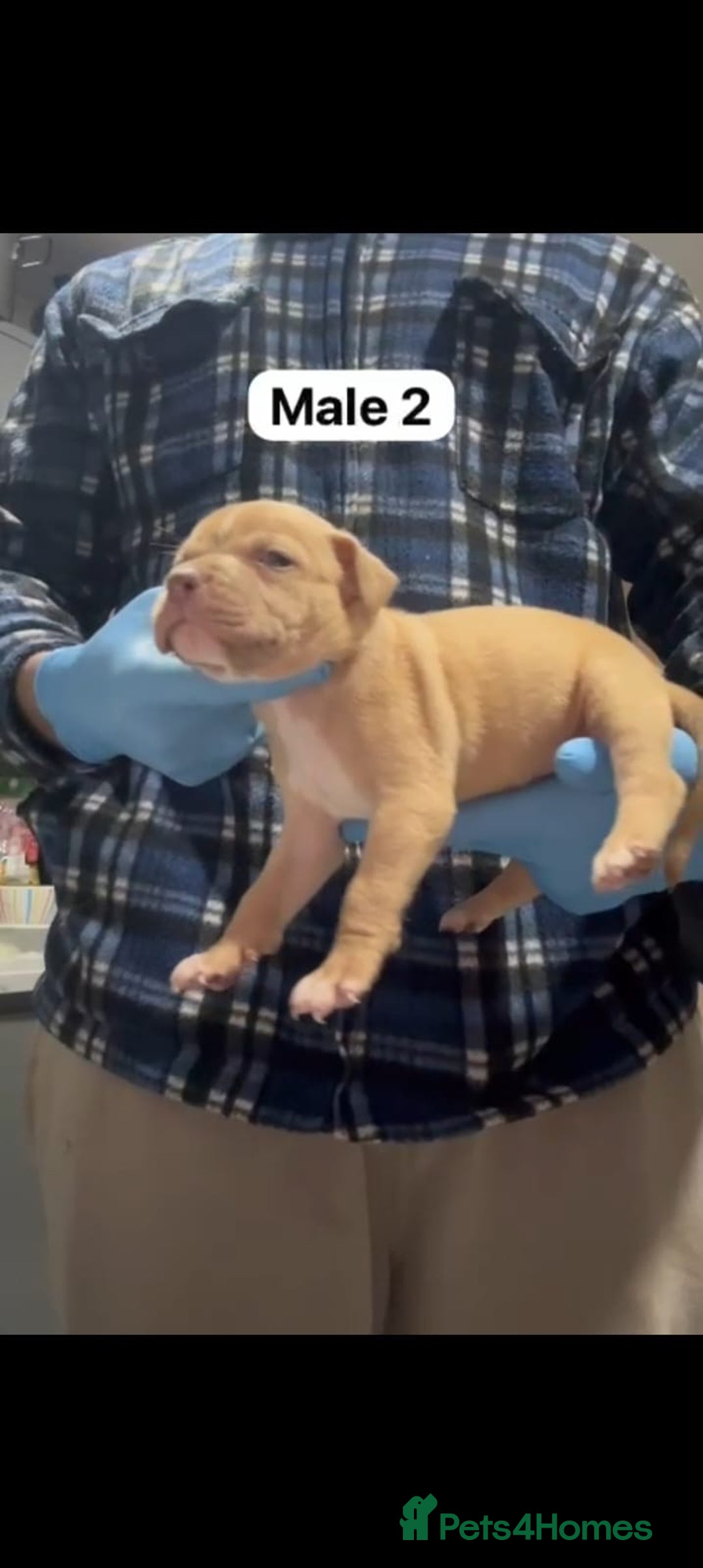 Mastiff dogs for sale: Mastiff  - Advert 5