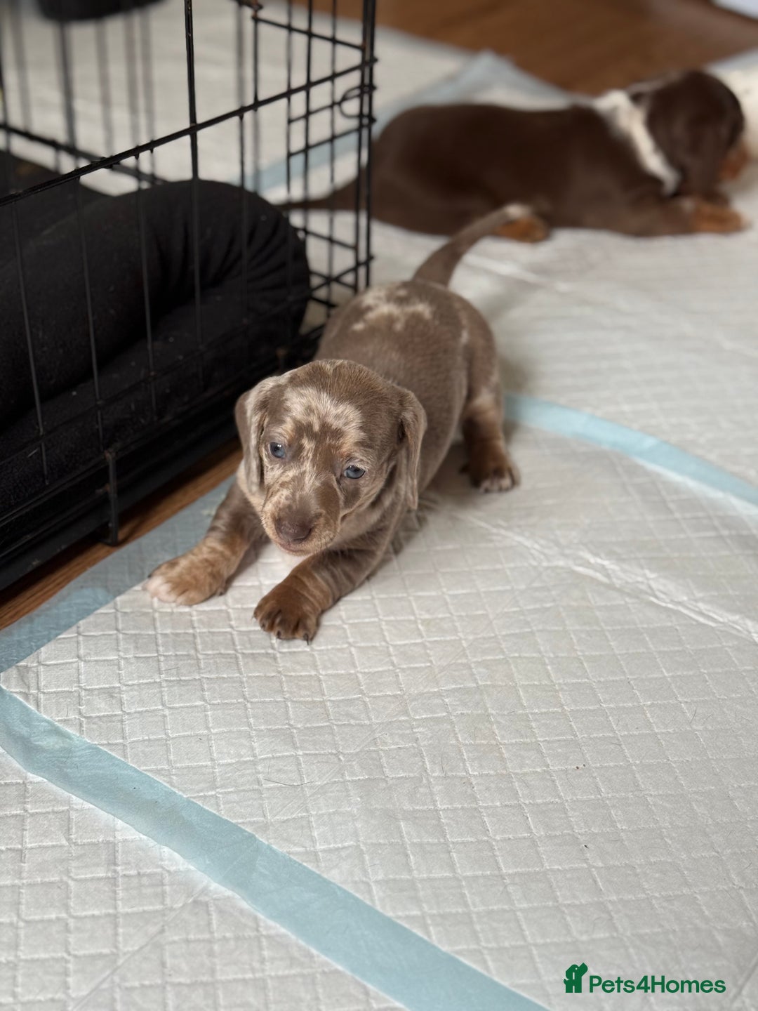 Miniature Dachshund dogs for sale: Beautiful kc mini dachshunds  - Image 10