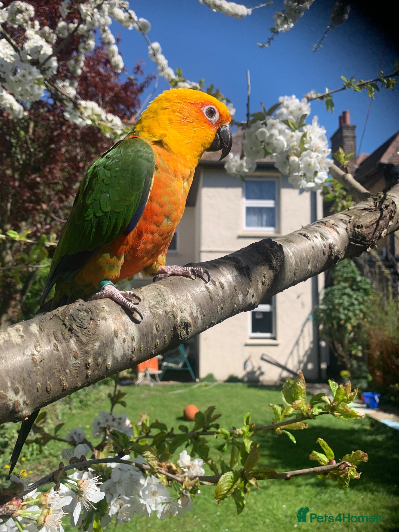 Conures birds Male Jenday Conure  - Advert 2