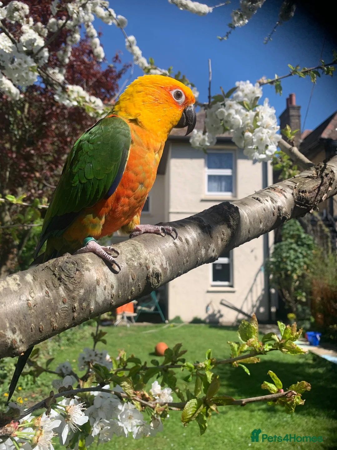 Conures birds for sale: Male Jenday Conure  - Advert 1