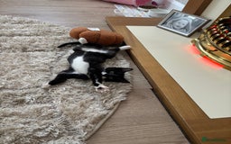 Mixed Breed cats for sale: Female kitten  - Image 4