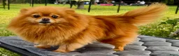 Pomeranian dogs for adoption: Juliet – Female Pomeranian (Young Rescue) - Advert 9
