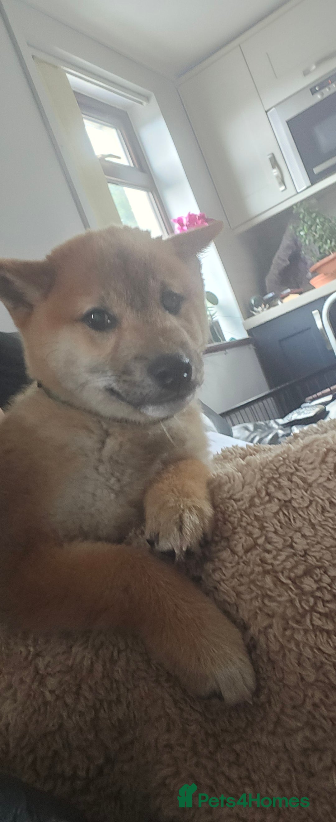 Japanese Shiba Inu dogs for sale: Stunning Shibas  in Llanybydder - Image 35
