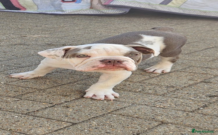 Olde English Bulldogge dogs - Advert 2