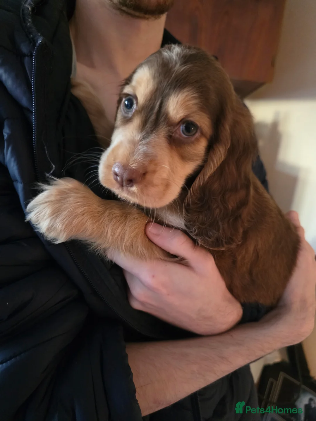 Cocker Spaniel dogs for stud: Stunning  Cocker Spaniel for stud in Northwood - Advert 18