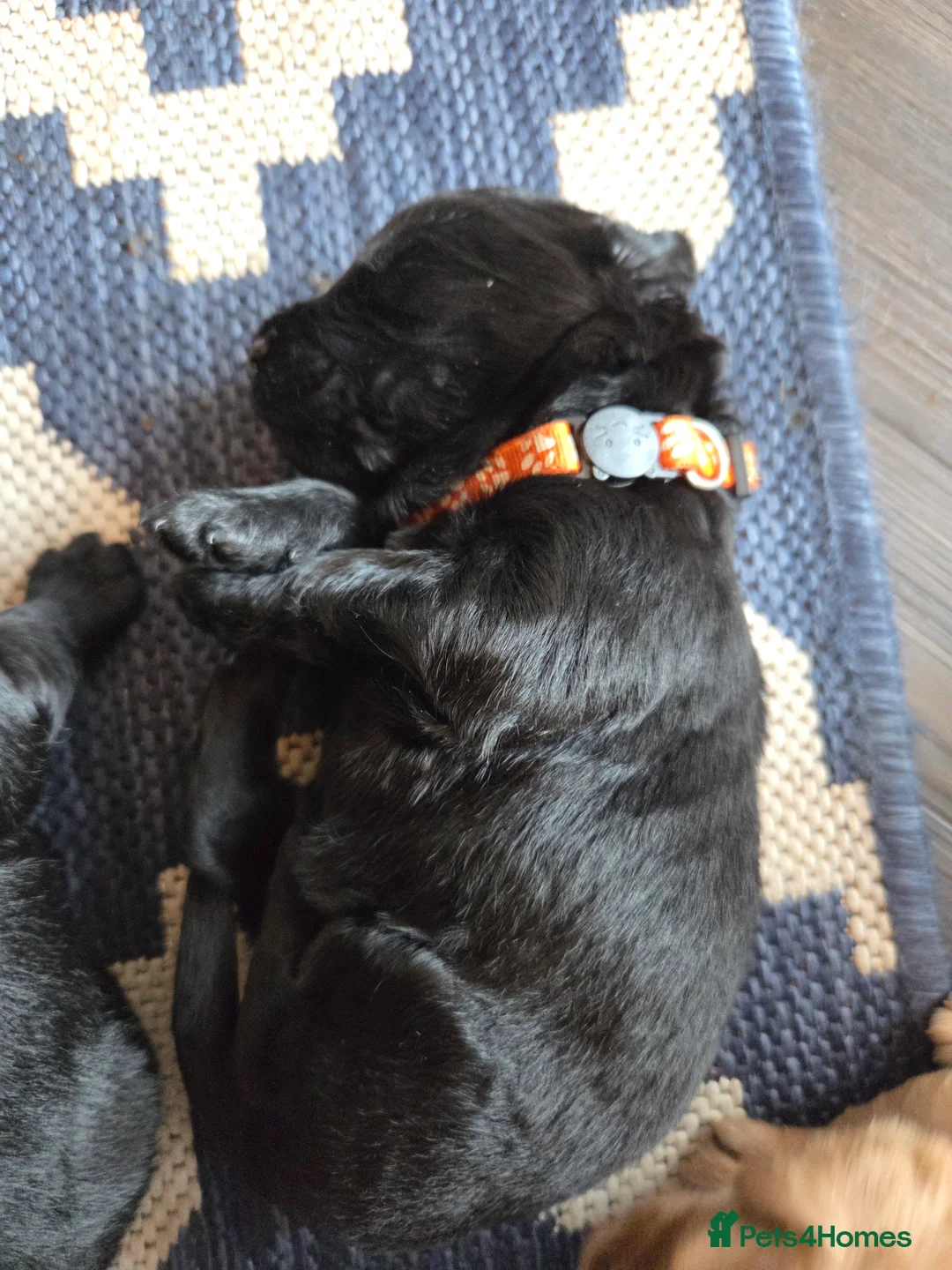 Labradoodle dogs for sale: Labrodoodle Puppies - Advert 24