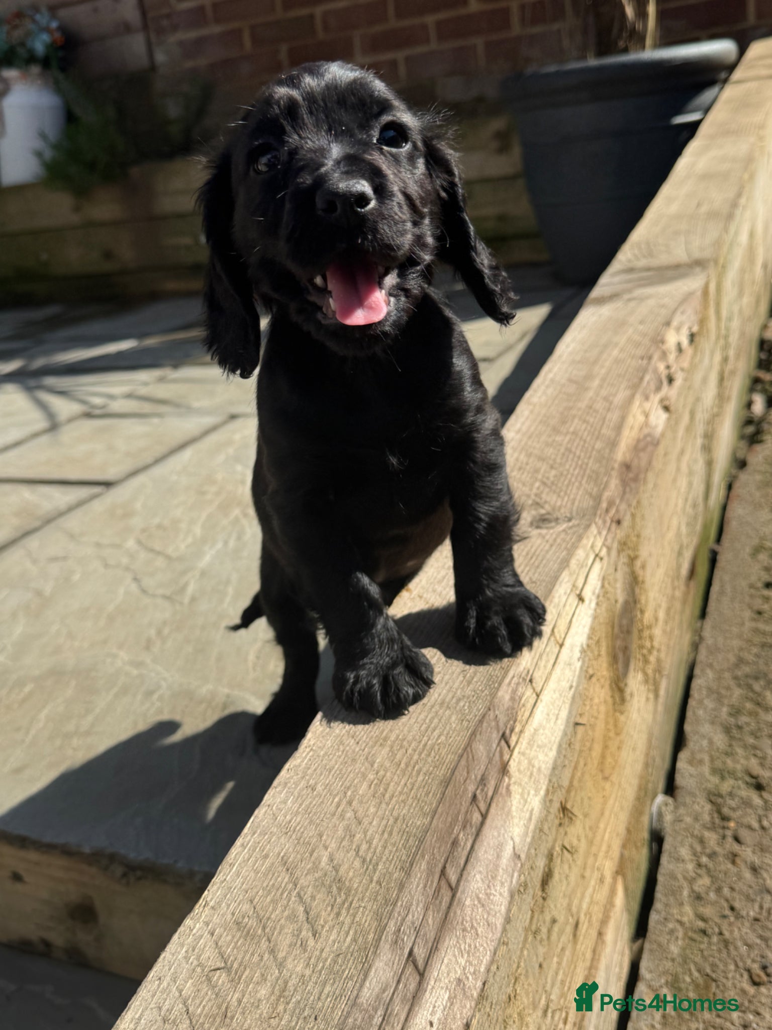 Cocker Spaniel dogs Only black girl left, small but mighty!  - Advert 13