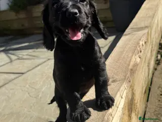 Cocker Spaniel dogs Only black girl left, small but mighty! - Advert 13