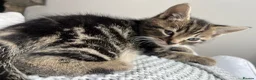 Mixed Breed cats for sale: Lovely tabby kittens for sale  in Penzance - Advert 3