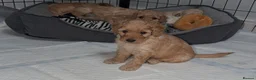 Cockapoo dogs for sale: F2b cockapoo puppies  - Advert 7