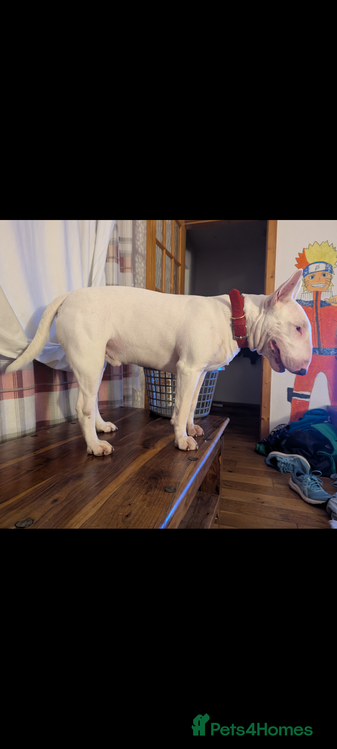 English Bull Terrier dogs for stud: English Bull terrier All white  - Advert 5