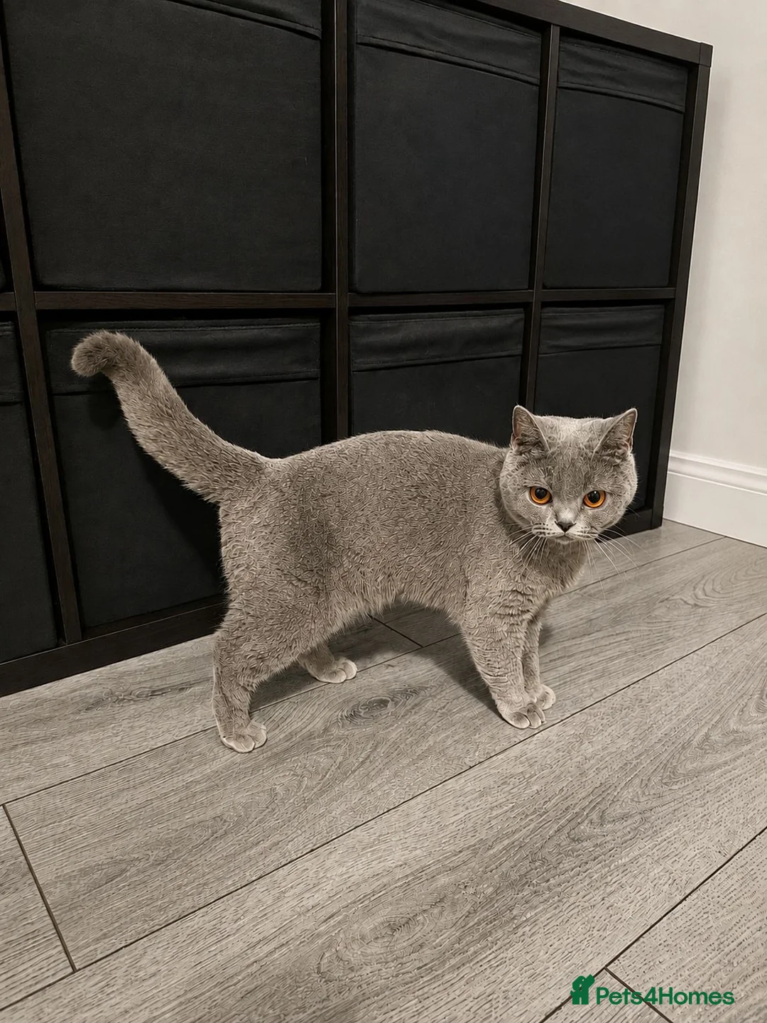 British Shorthair cats for sale: GCCF ACTIVE FEMALE Blue British shorthair  in Wirral - Advert 3