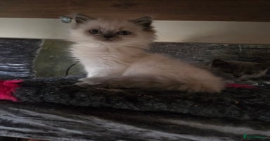 British Shorthair cats - Advert 3