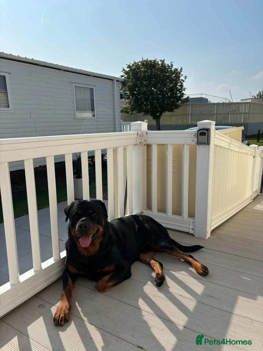 Rottweiler dogs for sale: Bear- Male- 6 years old - Advert 2