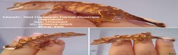Gecko reptiles for sale: Various Crested Geckos, mixed morphs for sale  - Advert 5