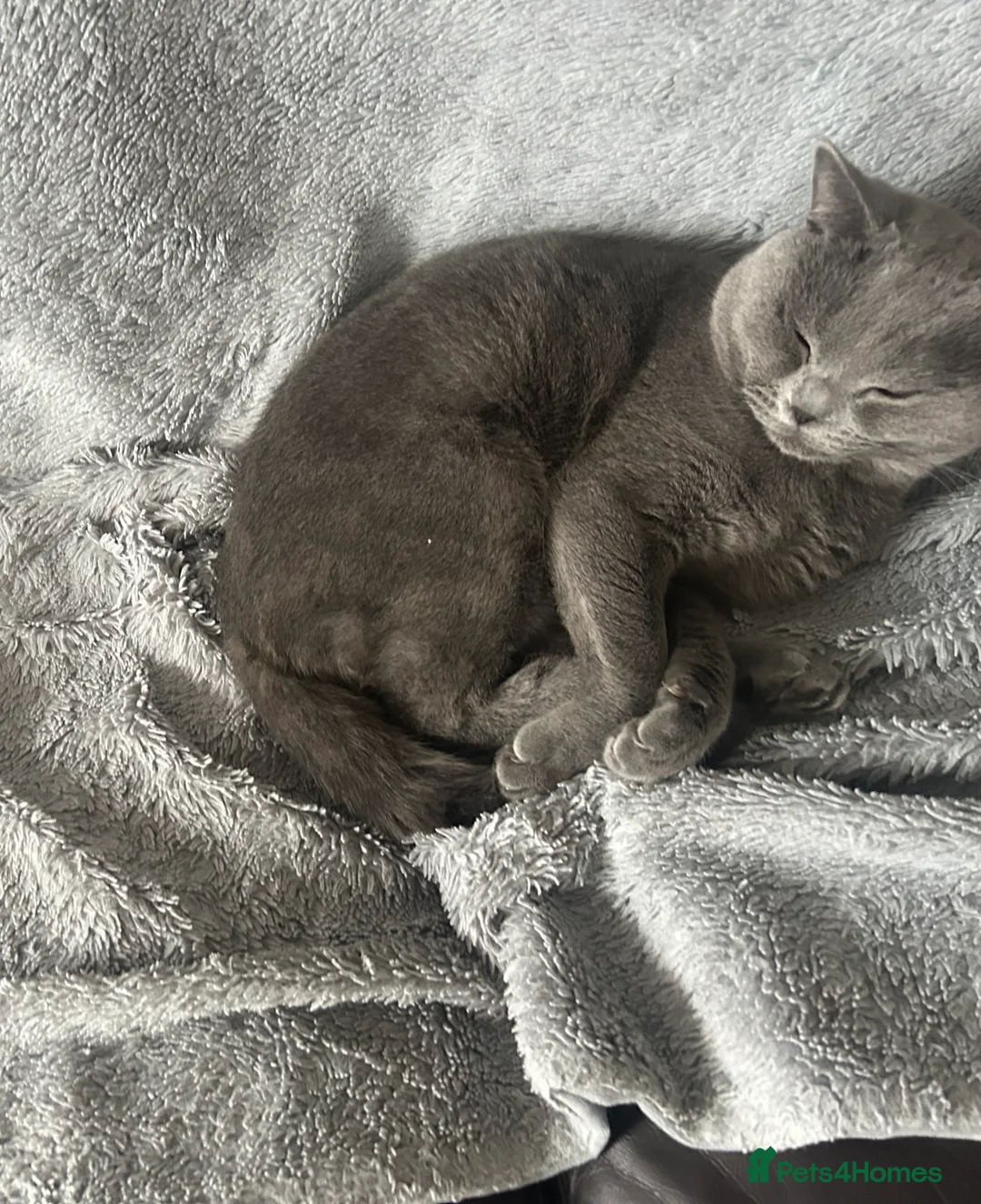 British Shorthair cats for sale: Male British Shorthair 🐱 - Advert 2