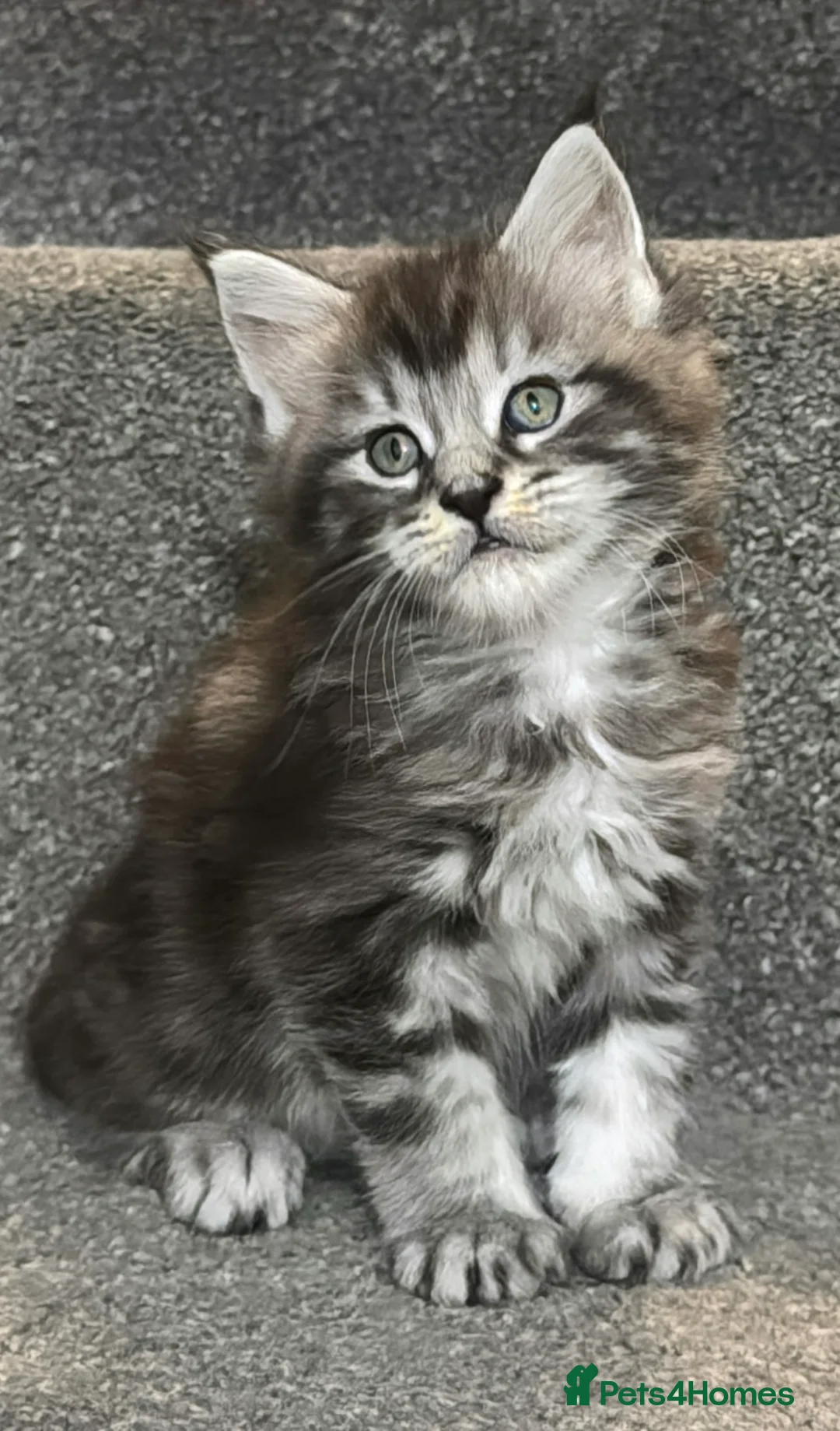 Maine Coon cats for sale: Four Sweet Maine Coon Kittens in Bradford - Advert 2