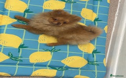 Pomeranian dogs for sale: Exotic color Pomeranians  - Advert 1