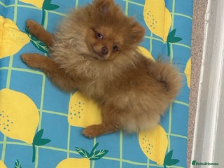 Pomeranian dogs Exotic color Pomeranians - Advert 1