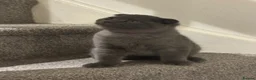 Scottish Fold cats for sale: 3 Beautiful Purebred Scottish Fold Male Kittens - Advert 16