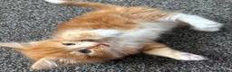 Mixed Breed cats for sale: Beautiful ginger boy. in Ipswich - Advert 2