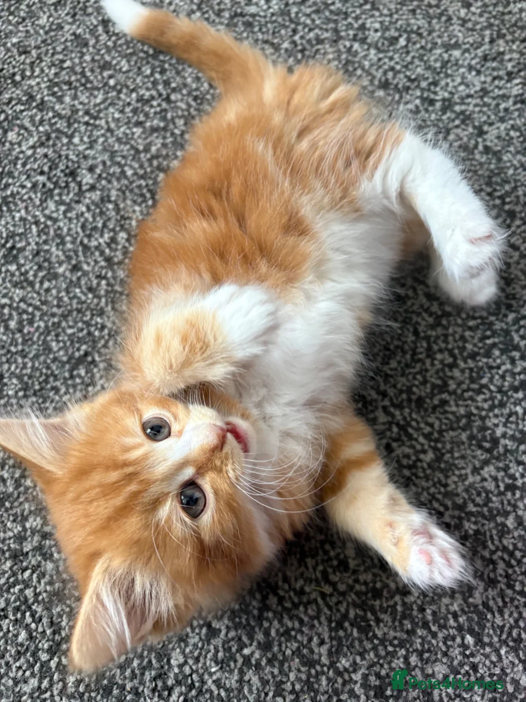 Mixed Breed cats for sale: Beautiful ginger boy. in Ipswich - Advert 2