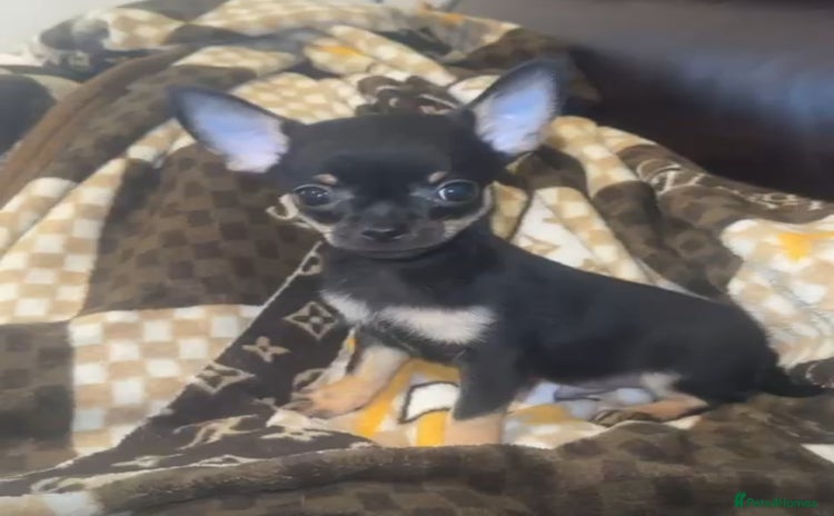 Chihuahua dogs - Advert 5