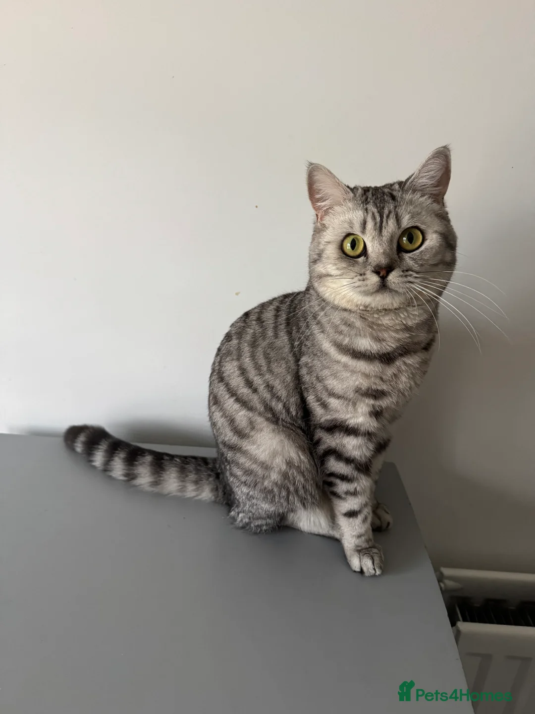 British Shorthair cats for sale: BSH Silver Spotted GCCF girl for rehome - Advert 2