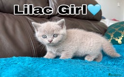 British Shorthair cats for sale: Gorgeous British Shorthair Kittens - Image 9