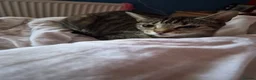 British Shorthair cats for sale: Tabbies kittens  in Newmarket - Advert 1