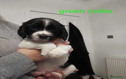 English Springer Spaniel dogs for sale: 🐶 Chunky Springer Spaniel Puppies for Sale! 🏡 - Advert 4