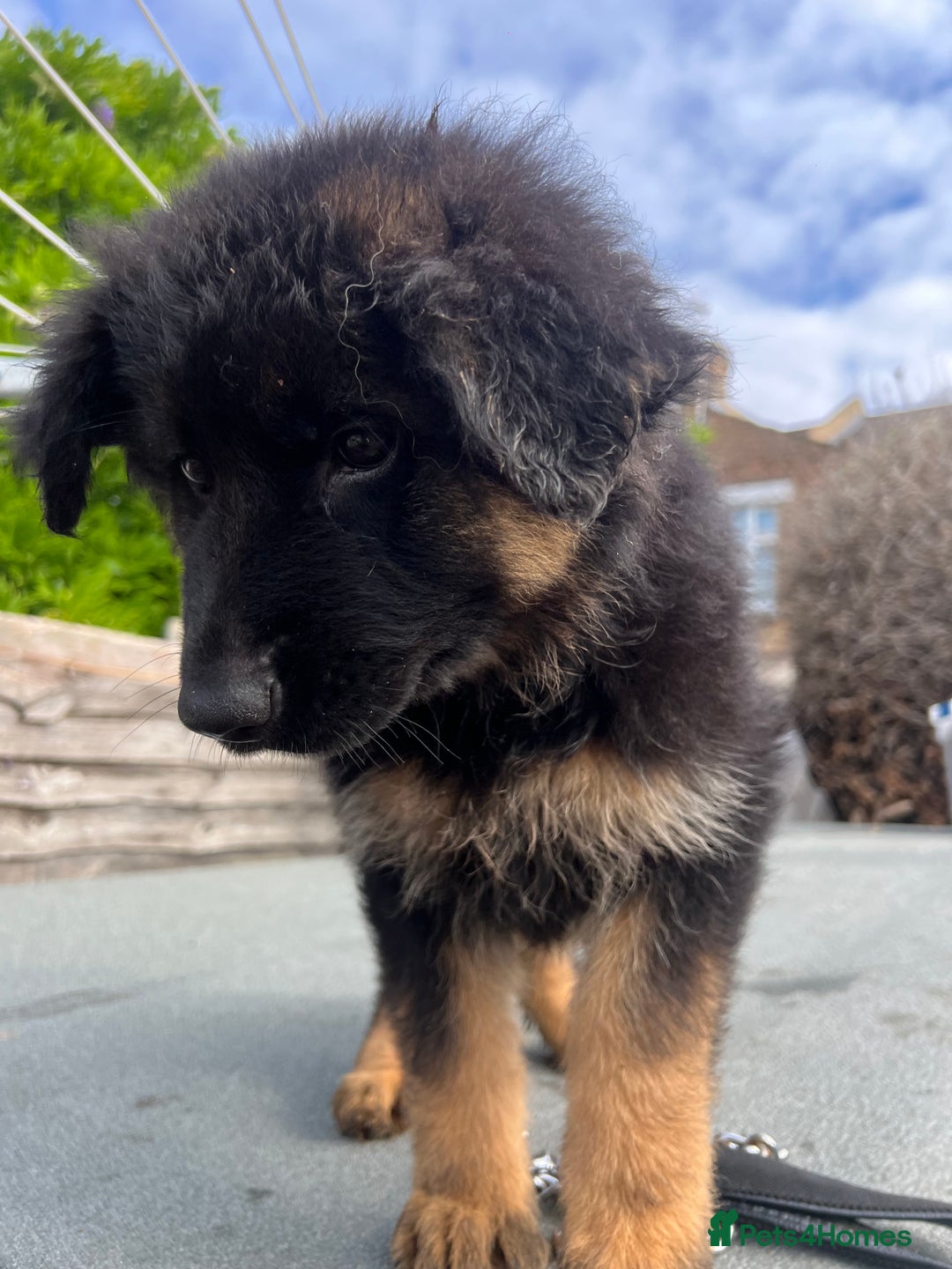 German Shepherd dogs for sale: Geman shepherd puppy  - Image 1