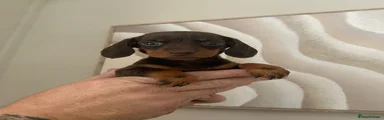 Miniature Dachshund 2